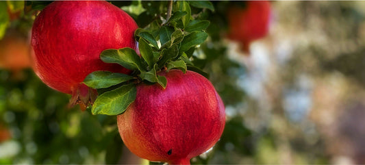 Lorem ipsum 5