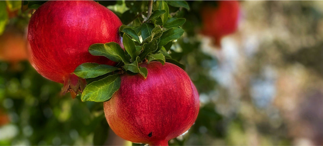 Lorem ipsum 2